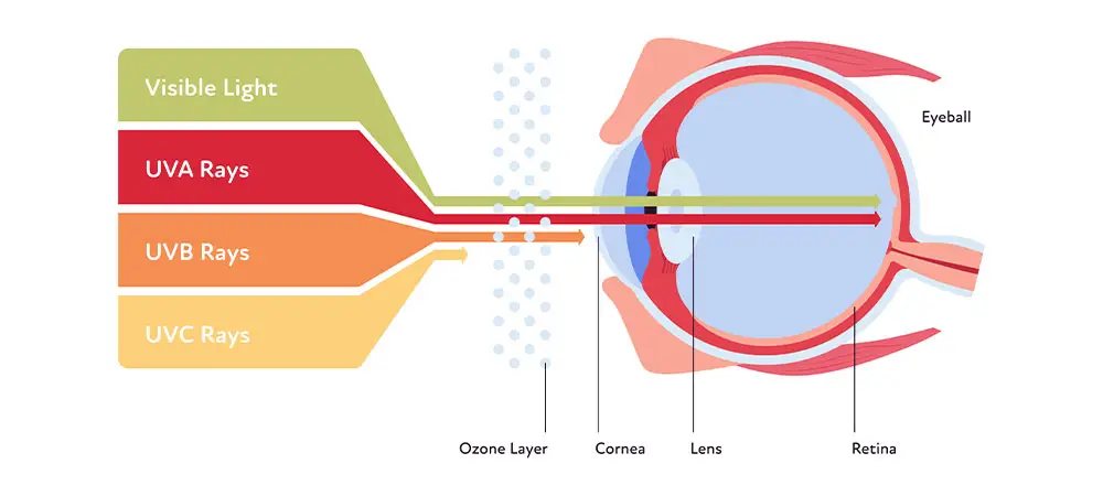 UV protection in eye