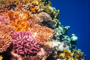 Coral