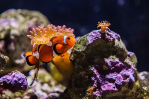 Ocean Fish